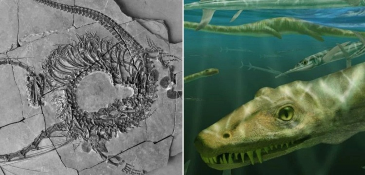 240 milyon yıllık "Çin Ejderhası" fosili ilk kez tamamen ortaya çıkarıldı