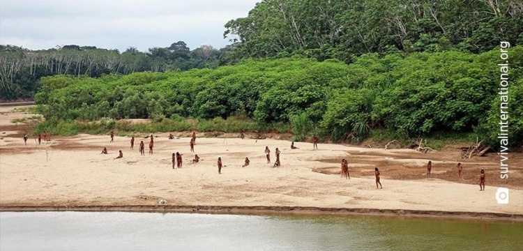 Logging companies disturbed the tranquility of the Mashco Piro tribe