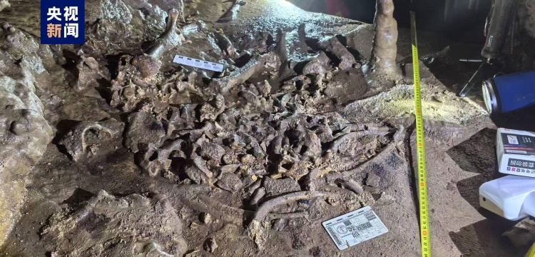 Giant panda fossil discovered in a cave in Shaanxi