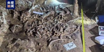 Giant panda fossil discovered in a cave in Shaanxi