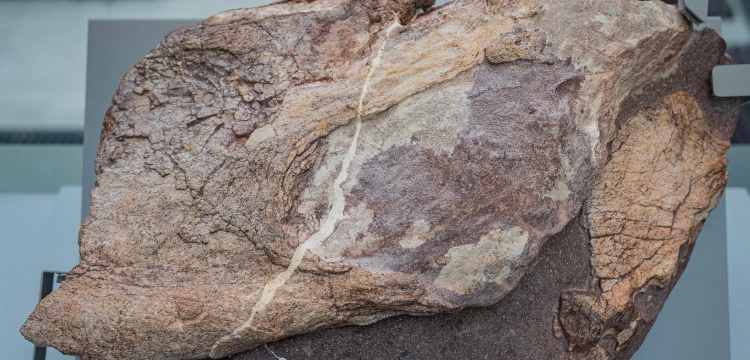 Çin'in Hong Kong özel idari bölgesinde ilk kez bir dinozor fosili bulundu