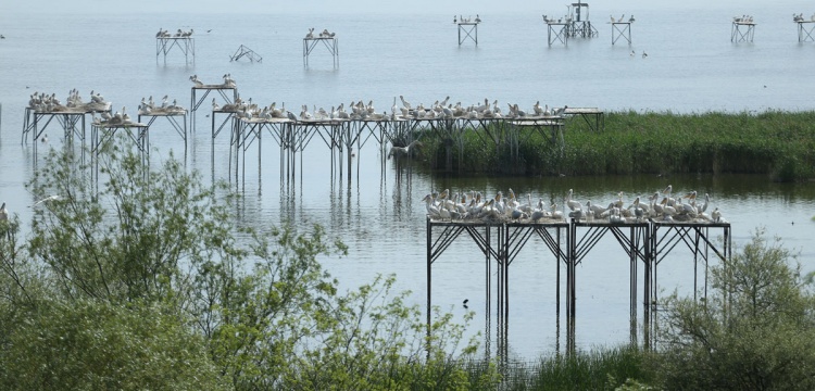 Manyas Kuşcenneti Milli Parkı yavru kuşlarla renklendi