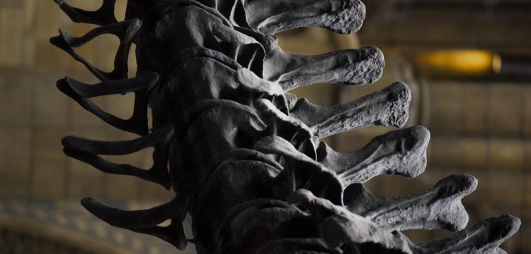 70 Milyon Yıllık Tümör: Bilim İnsanları Dinozor Kanserini Araştırıyor