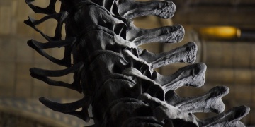 70 Milyon Yıllık Tümör: Bilim İnsanları Dinozor Kanserini Araştırıyor