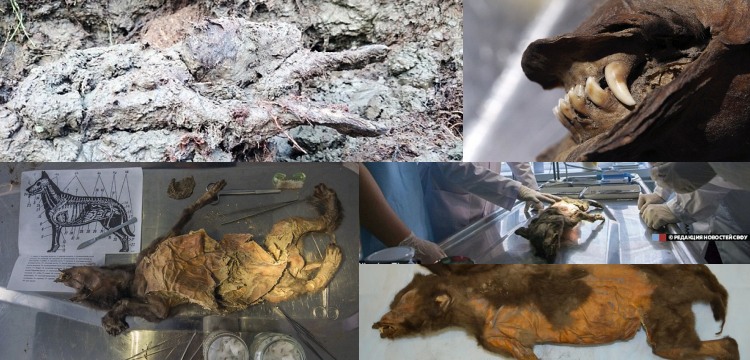Evcil köpek olduğu sanılan 14 bin yıl önce donmuş yavrular vahşi kurt çıktı