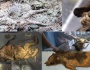 Evcil köpek olduğu sanılan 14 bin yıl önce donmuş yavrular vahşi kurt çıktı
