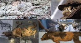 Evcil köpek olduğu sanılan 14 bin yıl önce donmuş yavrular vahşi kurt çıktı