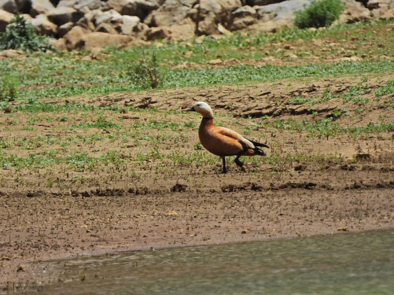Kahramanmaraş Geben Vadisi Milli Park İlan edildi