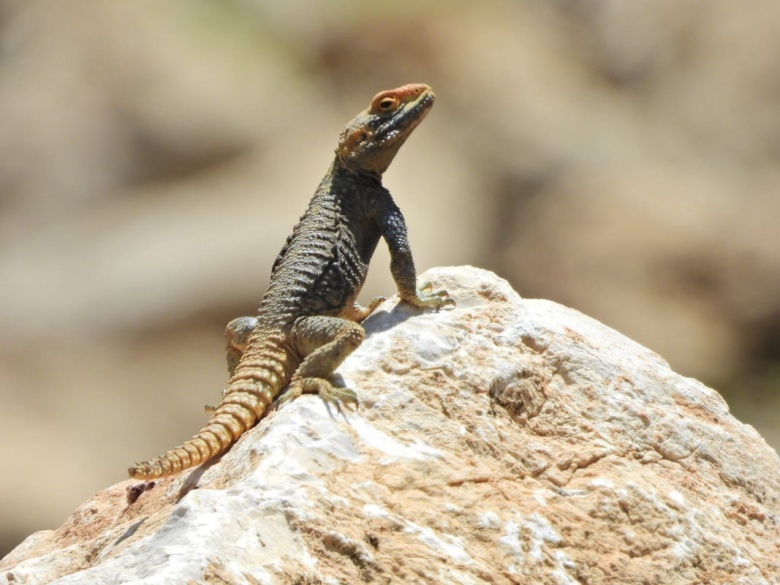 Kahramanmaraş Geben Vadisi Milli Park İlan edildi