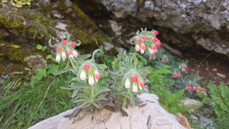 Kahramanmaraş Geben Vadisi Milli Park İlan edildi