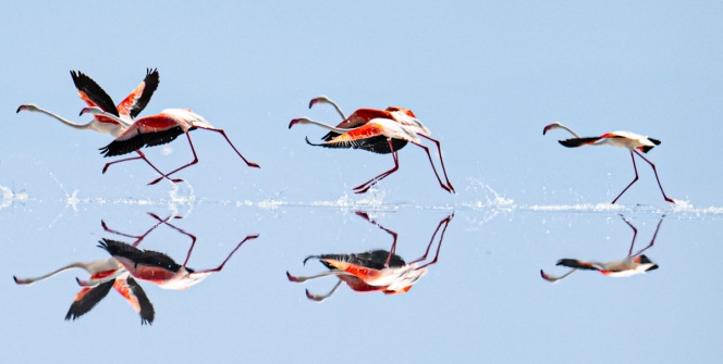 Kuraklık nedeniyle Tuz Gölündeki flamingo sayısı azaldı