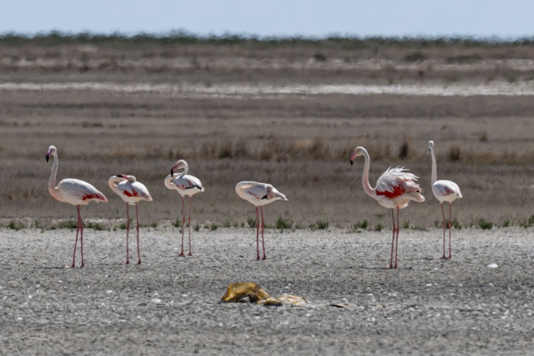 Kuraklık nedeniyle Tuz Gölü'ndeki flamingo sayısı azaldı