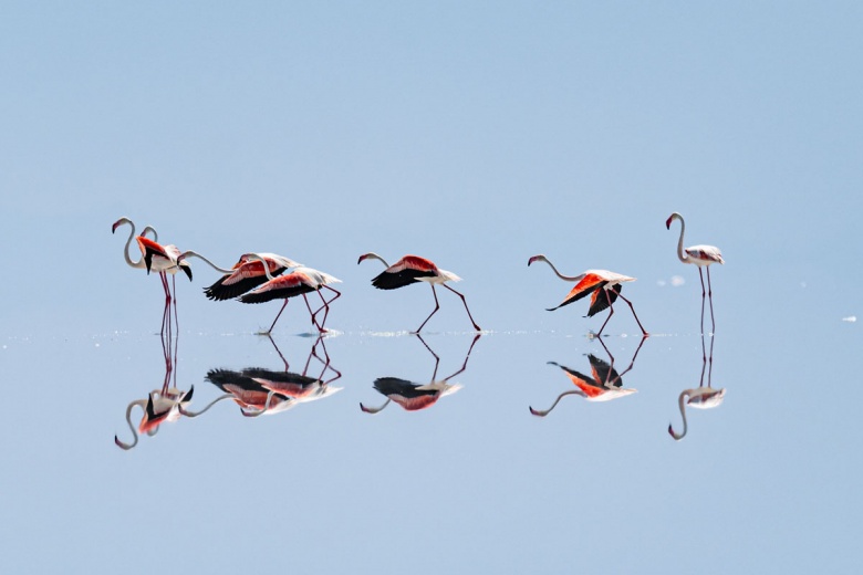 Kuraklık nedeniyle Tuz Gölü'ndeki flamingo sayısı azaldı
