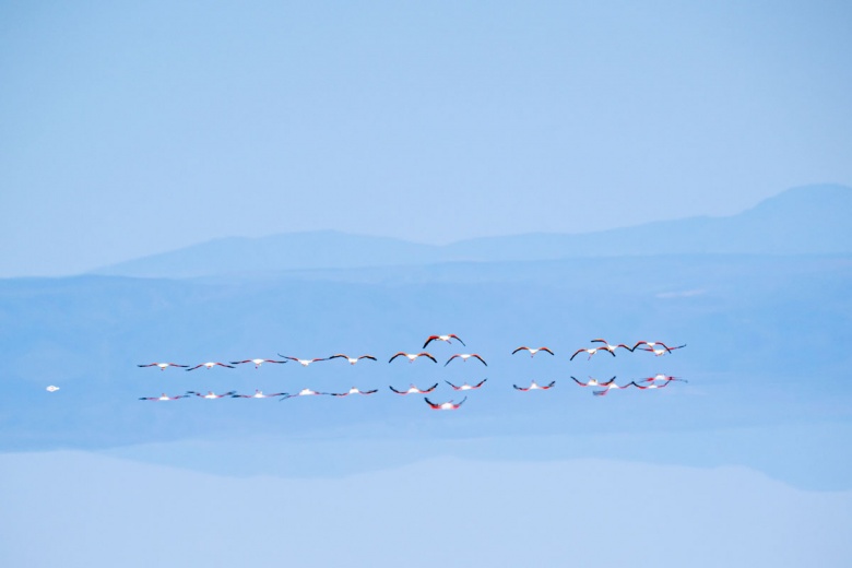 Kuraklık nedeniyle Tuz Gölü'ndeki flamingo sayısı azaldı