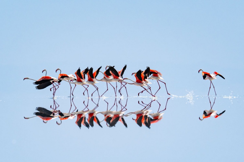 Kuraklık nedeniyle Tuz Gölü'ndeki flamingo sayısı azaldı