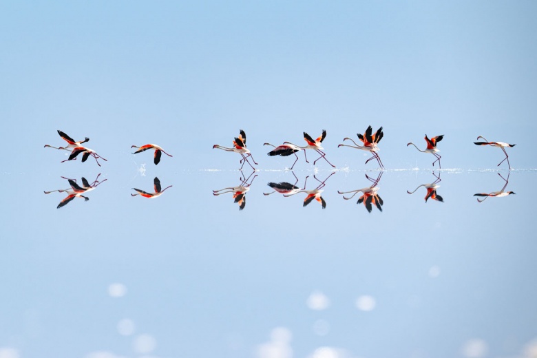 Kuraklık nedeniyle Tuz Gölü'ndeki flamingo sayısı azaldı