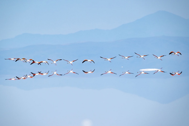 Kuraklık nedeniyle Tuz Gölü'ndeki flamingo sayısı azaldı