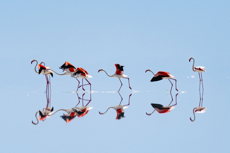 Kuraklık nedeniyle Tuz Gölü'ndeki flamingo sayısı azaldı