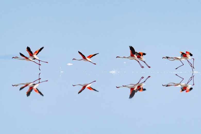 Kuraklık nedeniyle Tuz Gölü'ndeki flamingo sayısı azaldı