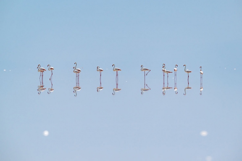 Kuraklık nedeniyle Tuz Gölü'ndeki flamingo sayısı azaldı