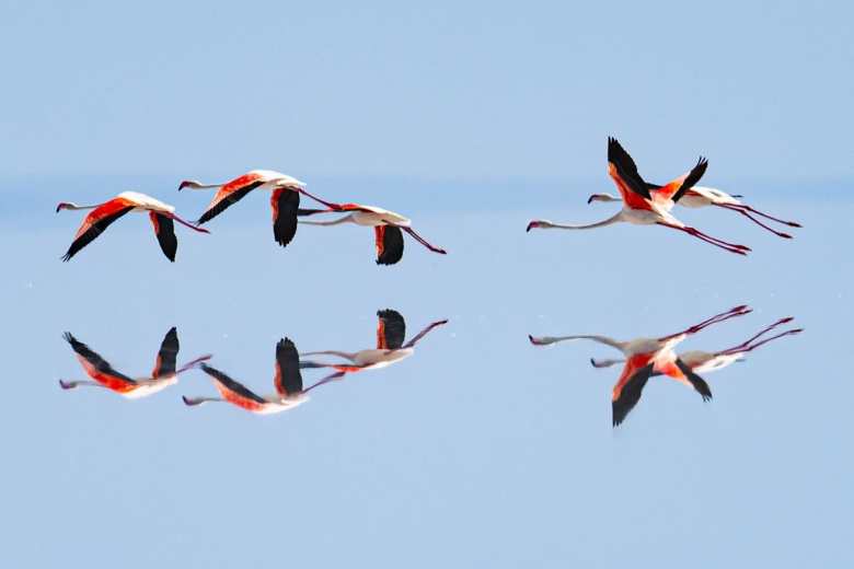 Kuraklık nedeniyle Tuz Gölü'ndeki flamingo sayısı azaldı