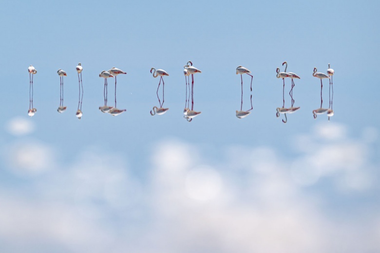 Kuraklık nedeniyle Tuz Gölü'ndeki flamingo sayısı azaldı