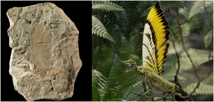 Ancient Reptile’s False Feathers Rewrite History of Skin Evolution