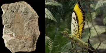 Ancient Reptiles False Feathers Rewrite History of Skin Evolution