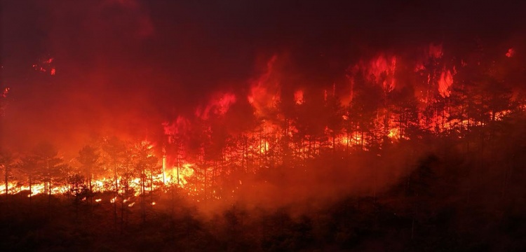 Dünya Orman Yangınları Tehdidi Altında