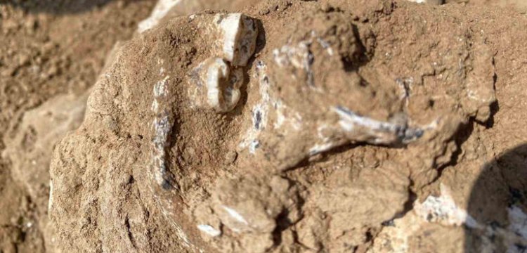 Afrika dışındaki en eski insansı Gürcistanda bulundu: 1.8 milyon yıllık insan çenesi