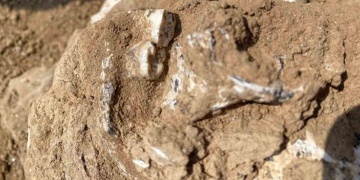 Afrika dışındaki en eski insansı Gürcistanda bulundu: 1.8 milyon yıllık insan çenesi