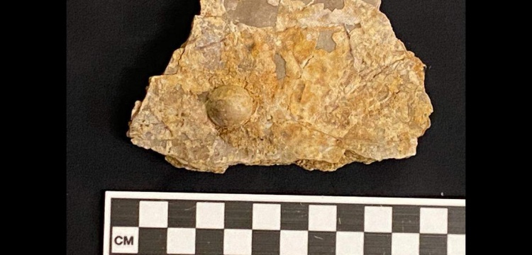 Avustralya'da 100 milyon yıllık inci fosili bulundu