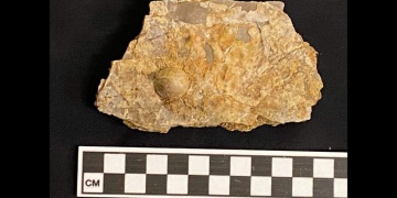 Avustralyada 100 milyon yıllık inci fosili bulundu