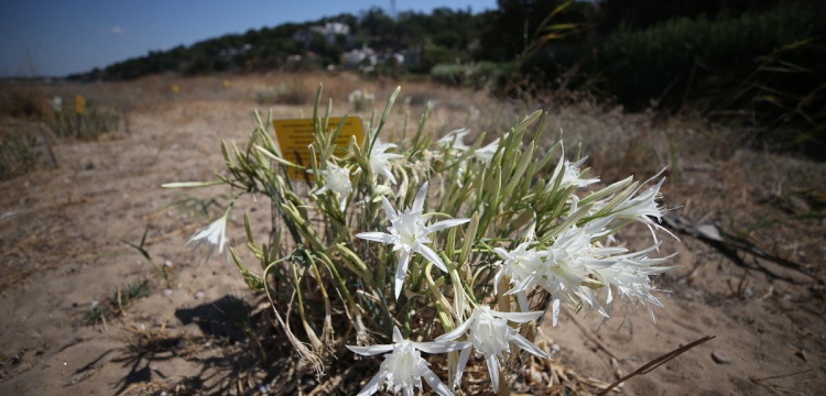 Alexandria Troas’ta Kum Zambakları: Antik Limanın Doğal Mirası
