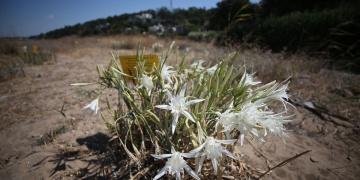 Alexandria Troasta Kum Zambakları: Antik Limanın Doğal Mirası