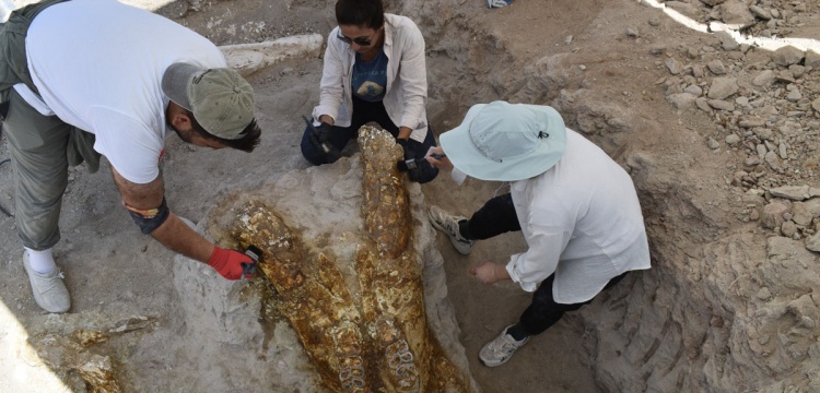 Yamula Barajı’nda 7,7 Milyon Yıllık Üç Fil Kafatası ve Kılıç Dişli Kaplan Fosili Bulundu