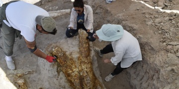 Yamula Barajında 7,7 Milyon Yıllık Üç Fil Kafatası ve Kılıç Dişli Kaplan Fosili Bulundu