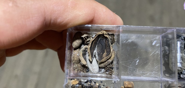 Hititlerin Kutsal Şehri Nerikte Fındık Fosili Bulundu