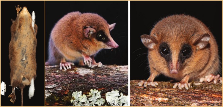 Arkeolojik Araştırmadan Biyolojik Keşfe: Peru'da yeni bir keseli sıçan türü keşfedildi