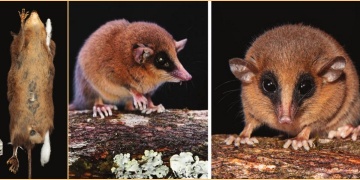 Arkeolojik Araştırmadan Biyolojik Keşfe: Peruda yeni bir keseli sıçan türü keşfedildi