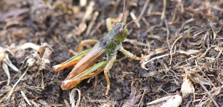 Doğu Karadeniz’den Yeni Bir Keşif: “Salmanihippus turcicus” Türkiye’nin 153. Çekirge Cinsi Oldu