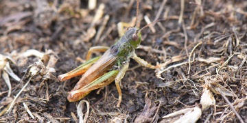 Doğu Karadenizden Yeni Bir Keşif: “Salmanihippus turcicus” Türkiyenin 153. Çekirge Cinsi Oldu