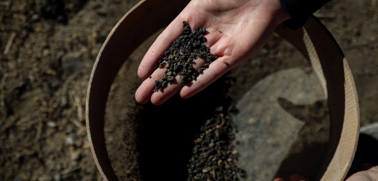 İremir Höyüğü’nde 5 Bin Yıllık Arpa Taneleri Gün Yüzüne Çıkarıldı