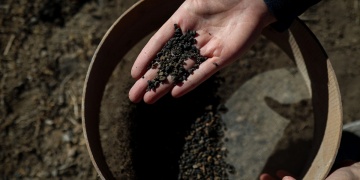 İremir Höyüğünde 5 Bin Yıllık Arpa Taneleri Gün Yüzüne Çıkarıldı