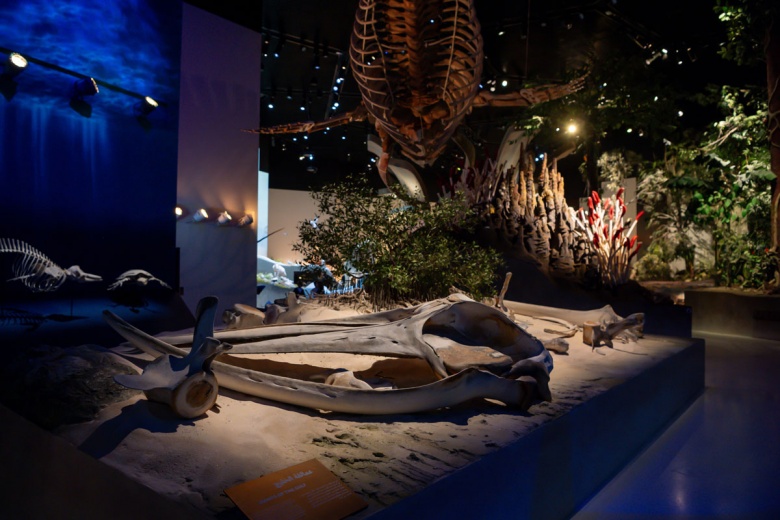 Abu Dabi Doğal Tarih Müzesi