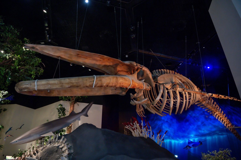 Abu Dabi Doğal Tarih Müzesi