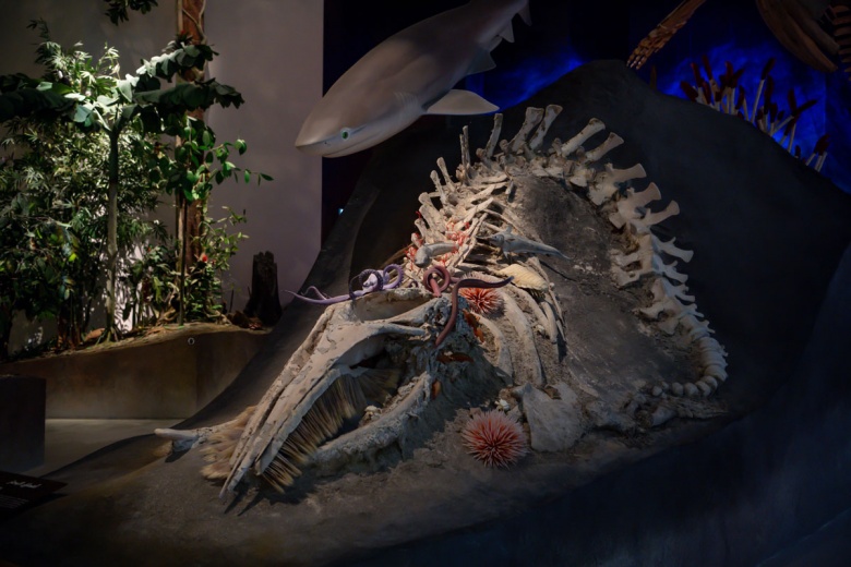 Abu Dabi Doğal Tarih Müzesi