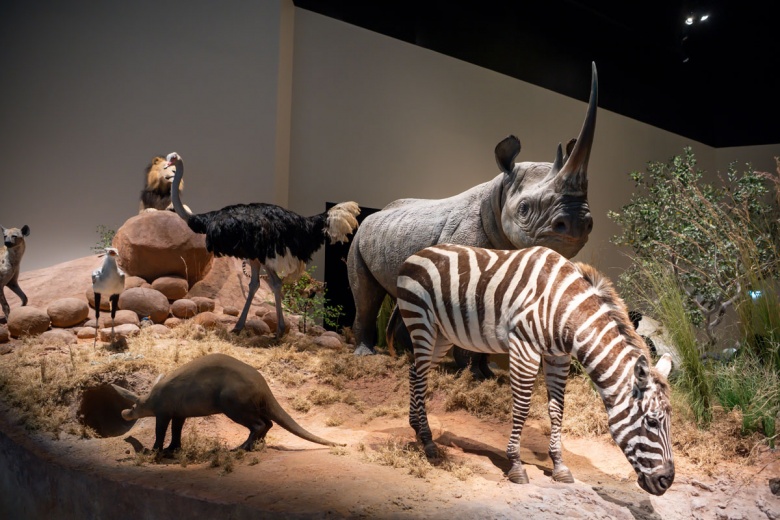 Abu Dabi Doğal Tarih Müzesi