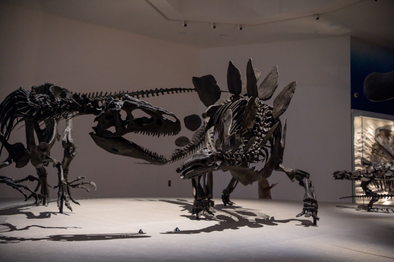 Abu Dabi Doğal Tarih Müzesi