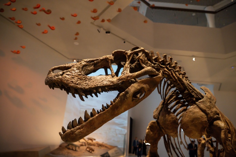 Abu Dabi Doğal Tarih Müzesi